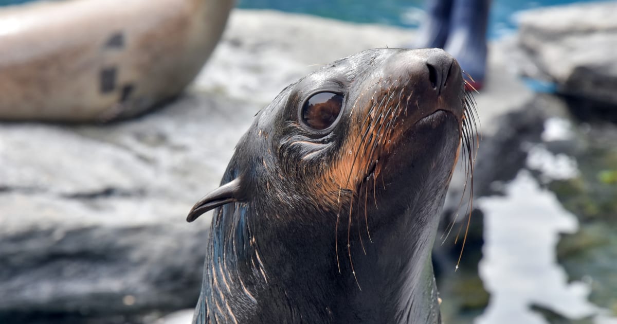 Northern Fur Seals - Mystic Aquarium